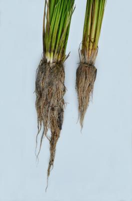 美容成分「アミノ酸生命体（R） 」の原料である無農薬栽培米　「リソウファーム」で平成27年5月19日に田植えを実施　安全性の追求だけでなく植物の自らの成長する力を引き出すために自社農場で栽培