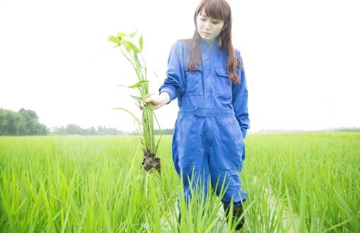 美容成分「アミノ酸生命体（R） 」の原料である無農薬栽培米 「りそうファーム」では農薬を使用せず、社員で除草を実施 安全性の追求だけでなく植物の自らの成長する力を引き出すために自社農場で栽培