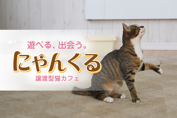 横浜ランドマークタワーの見える譲渡型猫カフェ「にゃんくる桜木町店」が4月1日にオープンいたします。