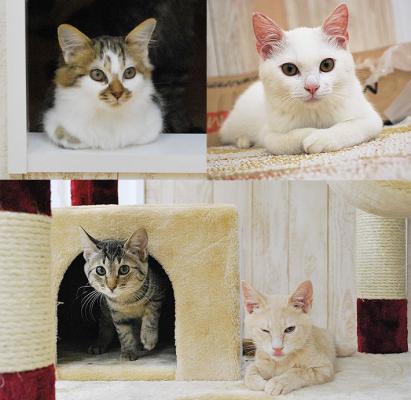 東京初進出、譲渡型猫カフェ「にゃんくる蒲田店」が10月31日にOPEN、約30匹の猫ちゃんがお出迎え。5日間限定のお得なキャンペーン開催！