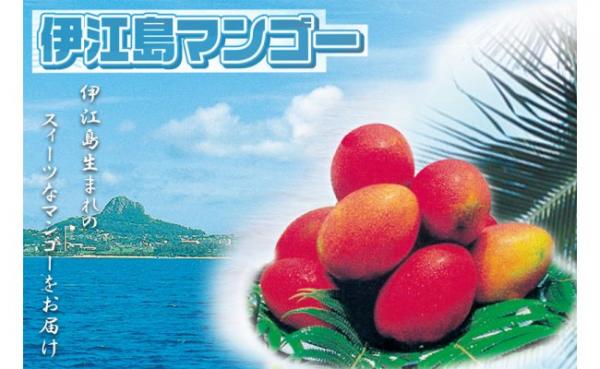 沖縄県伊江村（いえそん）「ふるさと納税」お礼品に『伊江島産 マンゴー約2kg（4～6玉）』を新たに追加いたしました。