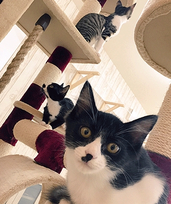この春生まれの仔猫たちが里親さんを探して『譲渡型猫カフェにゃんくる』に大集合。鎌倉・横浜・蒲田の3店舗で「夏の仔猫祭り」の開催決定