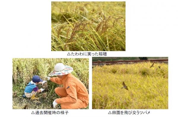 有機野菜の「ビオ・マルシェの宅配」、10月1日（日）「稲刈り体験&田んぼの生き物調査－大阪・能勢」を開催