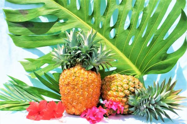 沖縄県大宜味村（おおぎみそん）「ふるさと納税」お礼品に『マキシ農園パイナップル』を新たに追加いたしました