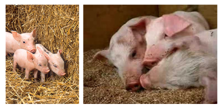 アメリカ農務省、大豆が乳児の骨密度をあげる事を、子豚の骨質比較試験で確認！