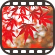 交通情報サービス株式会社、日本の四季シリーズ　第2弾～紅葉観賞アプリ『にほん秋景色』（Android/iOS）提供開始