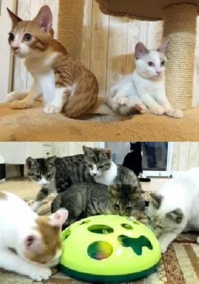 神奈川県　川崎市と鎌倉市で、運命の仔猫と出会う“仔猫祭り”を開催！！