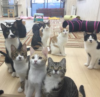 【川崎、鎌倉】猫まみれの“仔猫の譲渡会”開催！！