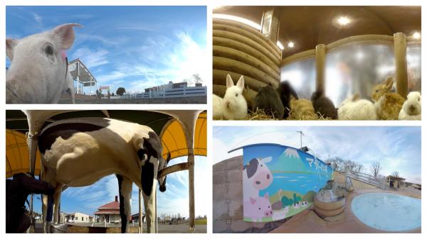 EPARKメディアパートナーズが提供する360度パノラマ動画サービス「PanoTube」をマザー牧場で導入！あの動物たちが目の前に！