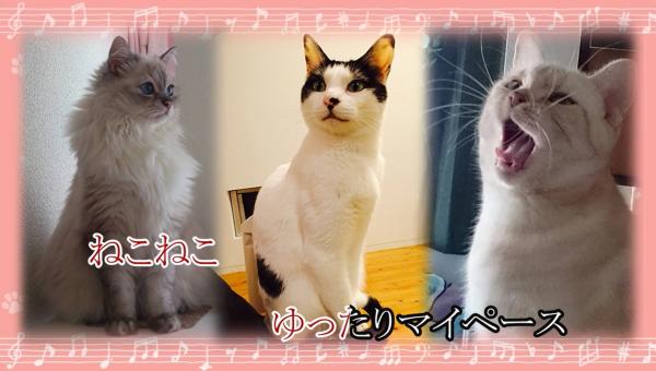 猫好きが作った猫の曲「猫歌」、全国のカラオケ店で配信中！