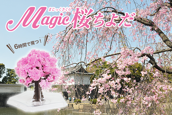おとぎののオススメ！パリ・ジャパンエキスポで話題になった「マジック桜」から 寄付金付きの「マジック桜ちよだ」新発売！！