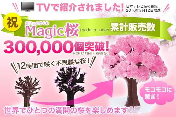 おとぎののオススメ！12時間で咲く不思議な桜「マジック桜」が 日本テレビ系の某有名なテレビ番組で紹介！さらに放送後、販売個数30万個突破しました！