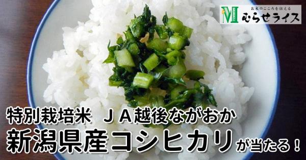 ～美味しさキラリ！～ 「特別栽培米 ＪＡ越後ながおか 新潟県産コシヒカリ 5kgが10名様に当たる」むらせライスモニプラキャンペーン開催