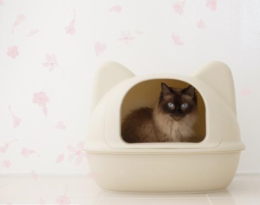iCatオリジナル「ネコ型トイレット」リニューアルのお知らせ