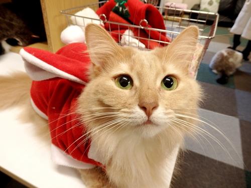 神戸元町の猫カフェNyanny クリスマス仮装イベント2016