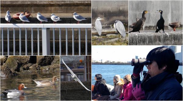 冬の東京の川でロシアから飛来した野生を感じる。 冬だけのお楽しみ、「コタツで！野鳥観察舟遊び」今シーズンは3回実施！