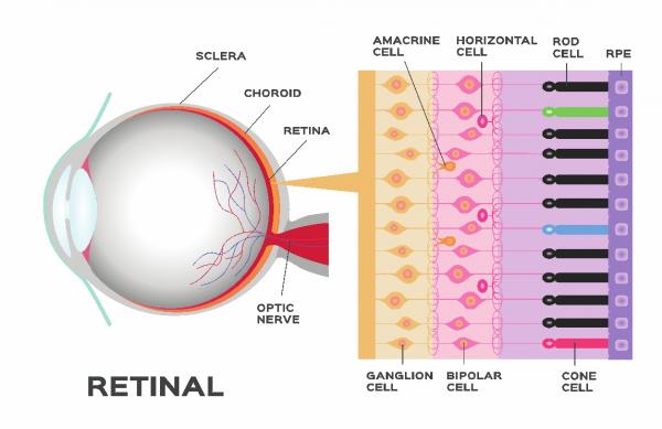 JIG-SAW、「生物・細胞」をソフトウェア制御する「再生医療」に着手　～失明された方の“光の回復”を目指し、視覚再生用プリズムグラス開発および視細胞制御ソフトウェア組み込み～