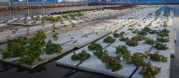 セプトアグリ、栽培が極めて容易で超低コストかつ高収益な世界初の新栽培技術「水田型EZ水耕」の販売を開始