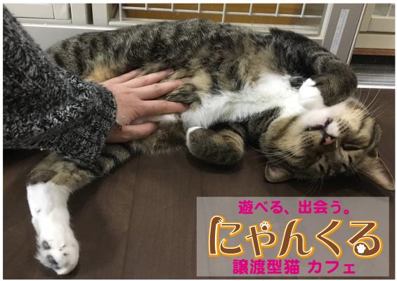 【猫カフェにゃんくる川崎店】“猫エイズ”だけの譲渡型猫カフェを4月22日より始動しました。