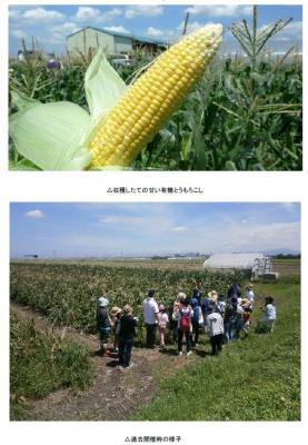 有機野菜の「ビオ・マルシェの宅配」、滋賀県「大中農友会」で有機とうもろこし狩り体験＆田んぼ見学を開催
