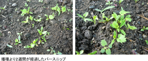 埼玉県発「パースニップ」栽培を本年度末にスタートします