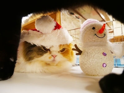12/24，25は猫たちがクリスマスのコスプレでお客様をお出迎えします。 猫カフェ cat cafe nyanny 神戸店