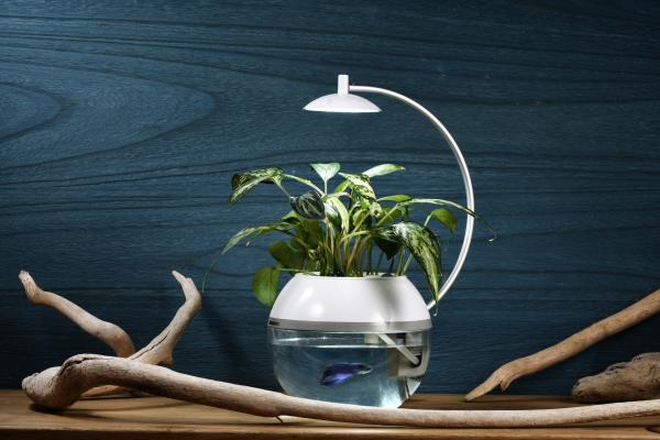 【新商品】間接照明に「生命」を。植物と魚を育成できるLEDライト!?「Herb&Fish X」クラウドファンディング驚異の目標達成1800%超え！