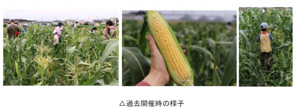 有機野菜の「ビオ・マルシェの宅配」、埼玉県・瀬山農園で「有機とうもろこし収穫体験イベント」を開催