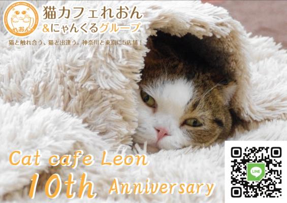 【横浜】　超マンチカン　“レオン店長”　の猫カフェが１０周年となります！