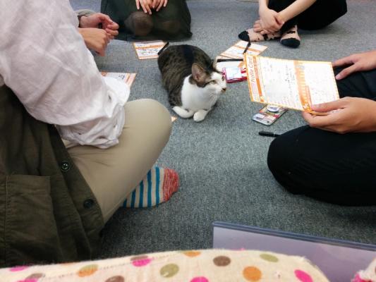 動物愛護 婚活 保護された猫たちを救う婚活イベント 里親を募集している猫が集まる保護猫カフェで にゃん婚パ を開催 株式会社ラブジュアリー プレスリリース配信代行サービス ドリームニュース