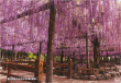 いきいきパズル　藤の花映える天王川公園（愛知）２０ピース