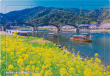 いきいきパズル２０ピース 菜の花咲く錦川と錦帯橋（山口）