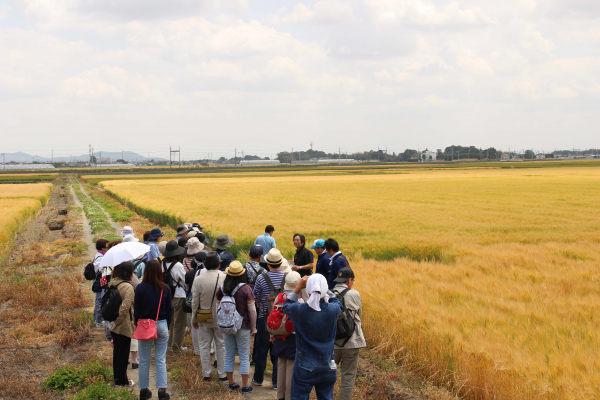 【大麦工房ロア】５月１９日（日）、日本一の大麦畑で麦秋ウォーキングを開催いたしました。