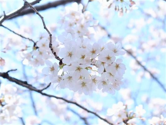 Sunmoon Flower Essence Cafeが、3月にお送りする新テーマを発表