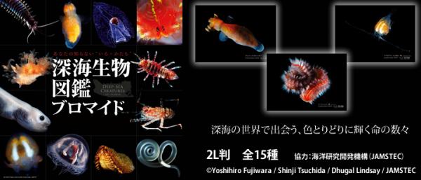 『「深海生物図鑑」ブロマイド』　 全国ファミリーマート「ファミマプリント」で発売