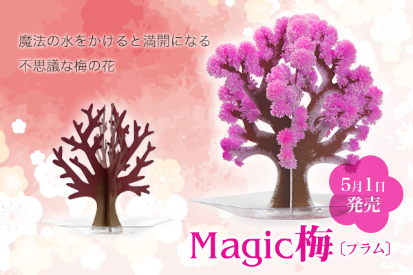 【祝い-新元号「令和」-】魔法の水をかけると梅の花が満開になる 『Magic梅（マジックプラム）』新発売！！