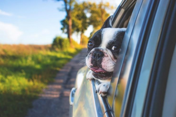 小型犬・中型犬限定でペット同乗料金が無料 全車ペット同乗OKの「JAPAN C.R.C.」が レンタルキャンピングカーで愛犬と夏旅行へ
