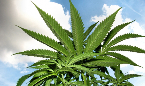 2019年に大麻を規制緩和した国と地域について。米国の改正農業法からアフリカのザンビアまで