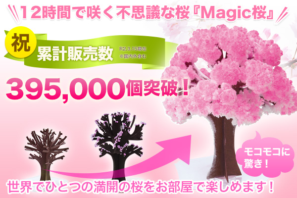 インドア花見におすすめ！室内で楽しめる桜『マジック桜』 累計販売数395,000個突破！
