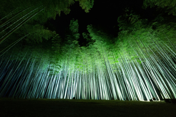 夜景評論家・丸々もとおプロデュース 若竹の杜 若山農場で『Bamboo Winter Lights 2020～光が愛でる、美しき竹夜の世界』がスタート！