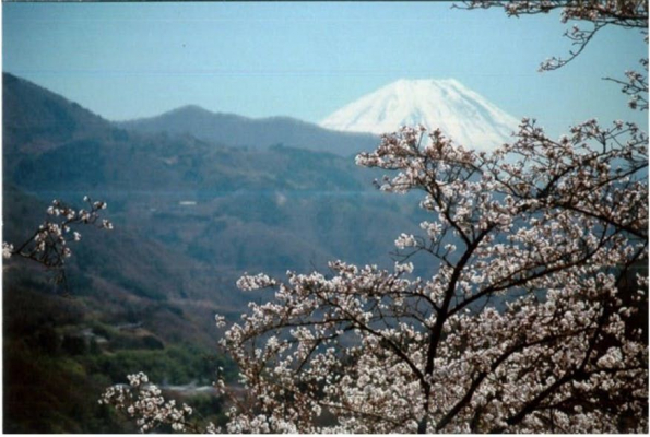 「さくら」 「富士山」 「日本酒」 コロナに負けるな！日本の文化で過疎の町に賑わいを。 「満開の桜オーナーになろう2021」プロジェクト開始