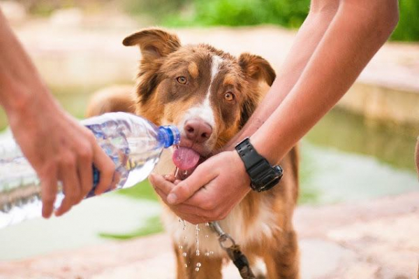 愛犬の熱中症、暑さ対策の1位は犬用スポーツドリンクの作り方 「犬の暑さ対策」記事ランキングを発表 ～ペット情報サイト『mofmo総研』　レポート～