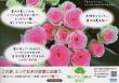 夏のブンコ検定