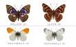 美ちょうちょ図_標本セット.jpg