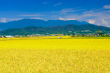 blue sky and field