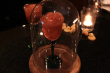 CRAFT COCKTAIL TOKYOカクテル飲み放題