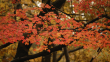紅葉イメージ2