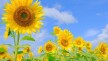 足立醸造×ひまわり 体験イメージ (4).jpg