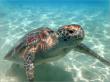 ウミガメ（キャプテンブルース天国の海ツアーより）