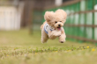飛行犬画像